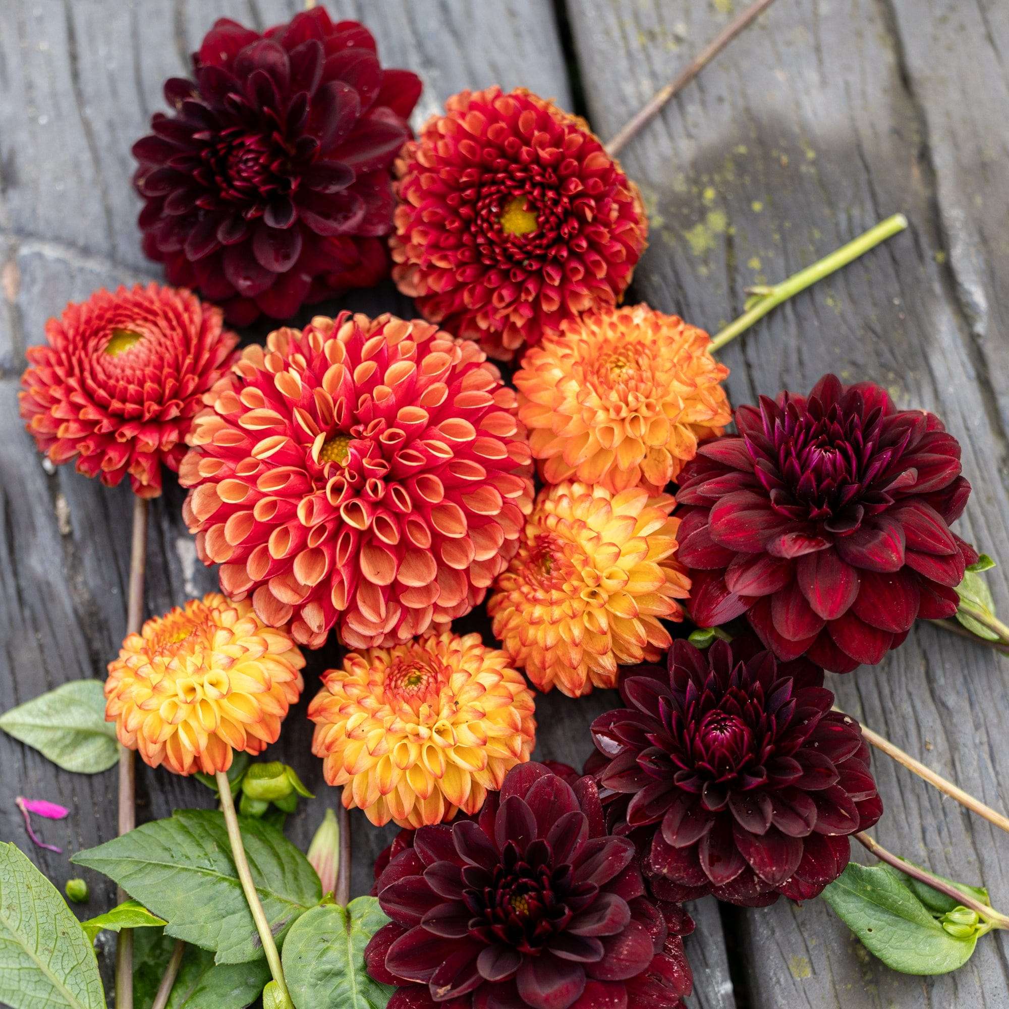 Dahliamix 'Orange Chateau'